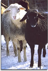 Alpines Steinschaf
