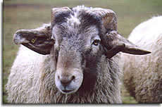 Alpines Steinschaf