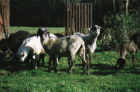 Flocke und Alina