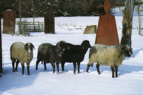 Wolle vom Alpinen Steinschaf