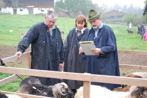 Begutachtung des Zuchtbocks