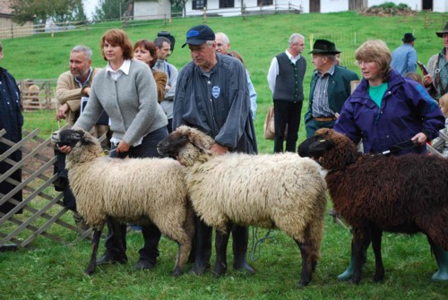 Siegertiere bei den jungen Mutterschafen