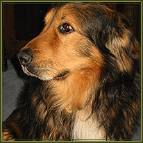 Timo