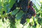 pict0007.jpg