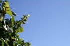 pict0010.jpg