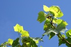 pict0014.jpg