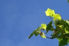 pict0015.jpg