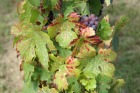 pict0028.jpg