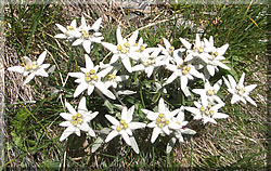 Edelwei&szlig; im R&auml;tikon