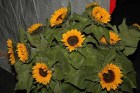 chappelebärlauchchäsi021.jpg chappelebärlauchchäsi021.jpg