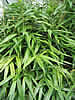 Pseudosasa japonica 80-100 cm