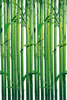 Bambus-Bilder/Amazon