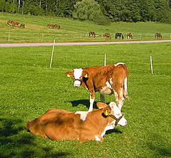 sonniger Ruheplatz auf dem Bauernhof Gr�ndinger