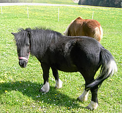 Unsere Ponys auf der Weide neben dem Bauernhof