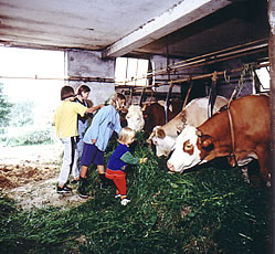 abendliches Tieref&uuml;ttern auf dem Bauernhof
