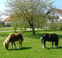 Ponys unter dem Kirschbaum - Bauernhof in Bayern, Ferienhof im Bayerischen Wald