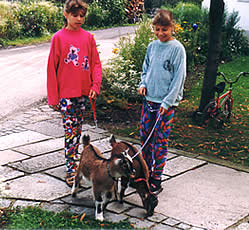 Bauernhof Spaziergang mit den kleinen Ziegen - Familienurlaub in Bayern, Bayerischer Wald