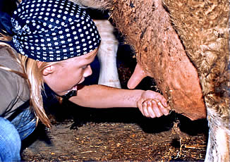 Helena beim Melken auf dem Bauernhof Gr�ndinger