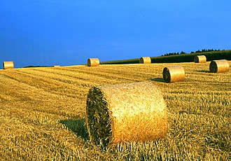 Heuballen auf dem Feld - Bayerischer Wald
