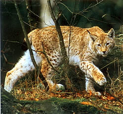 Luchs im Nationalpark Bayerischer Wald
