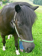Pony Hansi auf dem Ferienhof im Bayerischen Wald, Bauernhofurlaub in Bayern