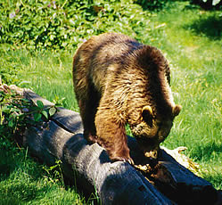 B�r im Nationalpark Bayerischer Wald