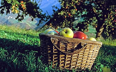 So schmeckt der Herbst: Apfelernte frisch von den B�umen des Bauernhofes.