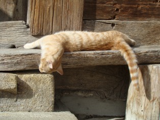 kater paul beim Faulenzen