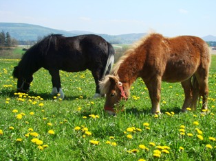 Benni und Hansi auf der Weide