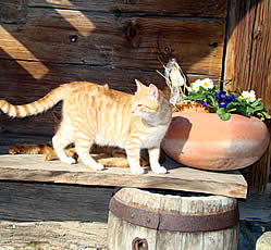 Kater Popey erkundet den Bauernhof im Bayerischen Wald, Ferienhof in Bayern