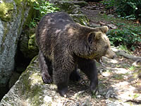 Braunb�r im Nationalpark Bayerischer Wald