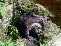 Fischotter im Nationalpark Bayerischer Wald
