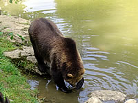 Braunb�r im Nationalpark Bayerischer Wald