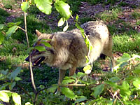 Wolf im Nationalpark Bayerischer Wald