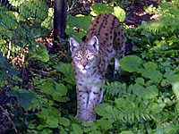 Luchs im Nationalpark Bayerischer Wald