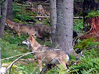 Wolfsrudel im Nationalpark Bayerischer Wald