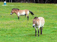 Wildpferde im Nationalpark Bayerischer Wald