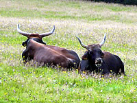 Auerochsen im Nationalpark Bayerischer Wald
