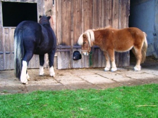 Pony und Schwein