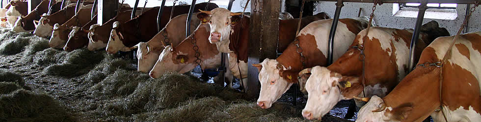 unser-bauernhof2.jpg