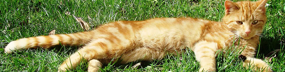 unsere-tiere2.jpg