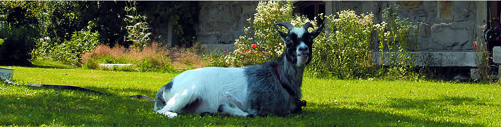 unsere-tiere3.jpg