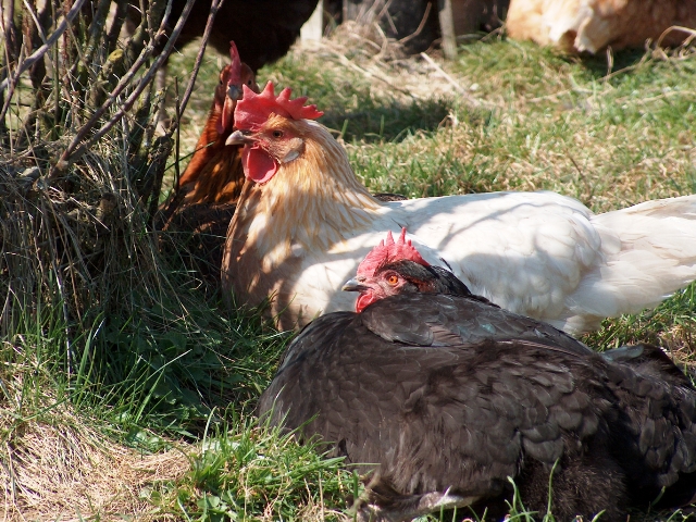 Frohe Ostern