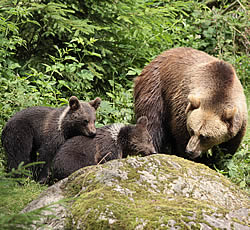 B&auml;ren im Nationalpark Bayerischer Wald