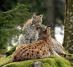 Luchse im Nationalpark Bayerischer Wald