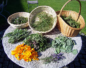 frische Kr&auml;uter vom Bauerngarten
