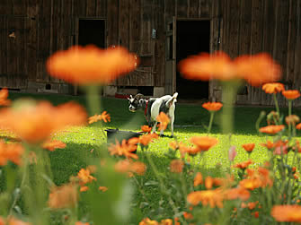 Tiere und Natur auf dem Wohlf&uuml;hlhof Gr&uuml;ndinger im Bayerischen Wald