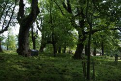 Richisau - ein Bergahorn-Kleinod im Klöntal/GL
