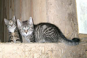 Katzen