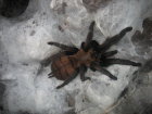 Chilobrachys fimbriatus Chilobrachys fimbriatus